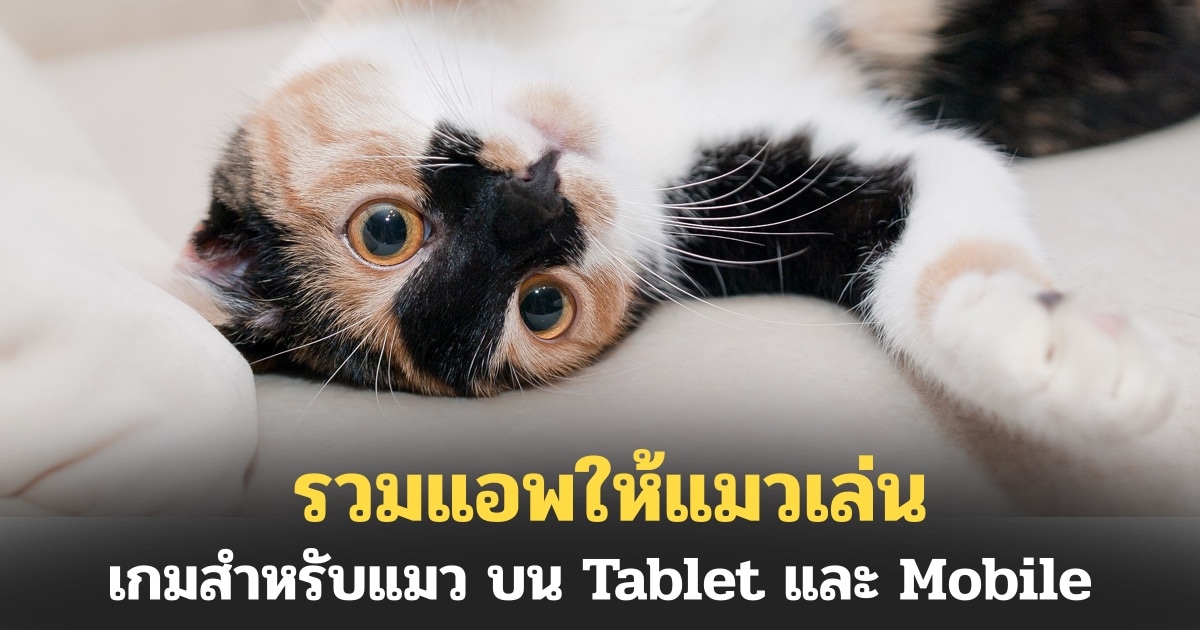 รวมแอพให้แมวเล่น เกมสำหรับแมว บน Tablet และ Mobile - Answerth